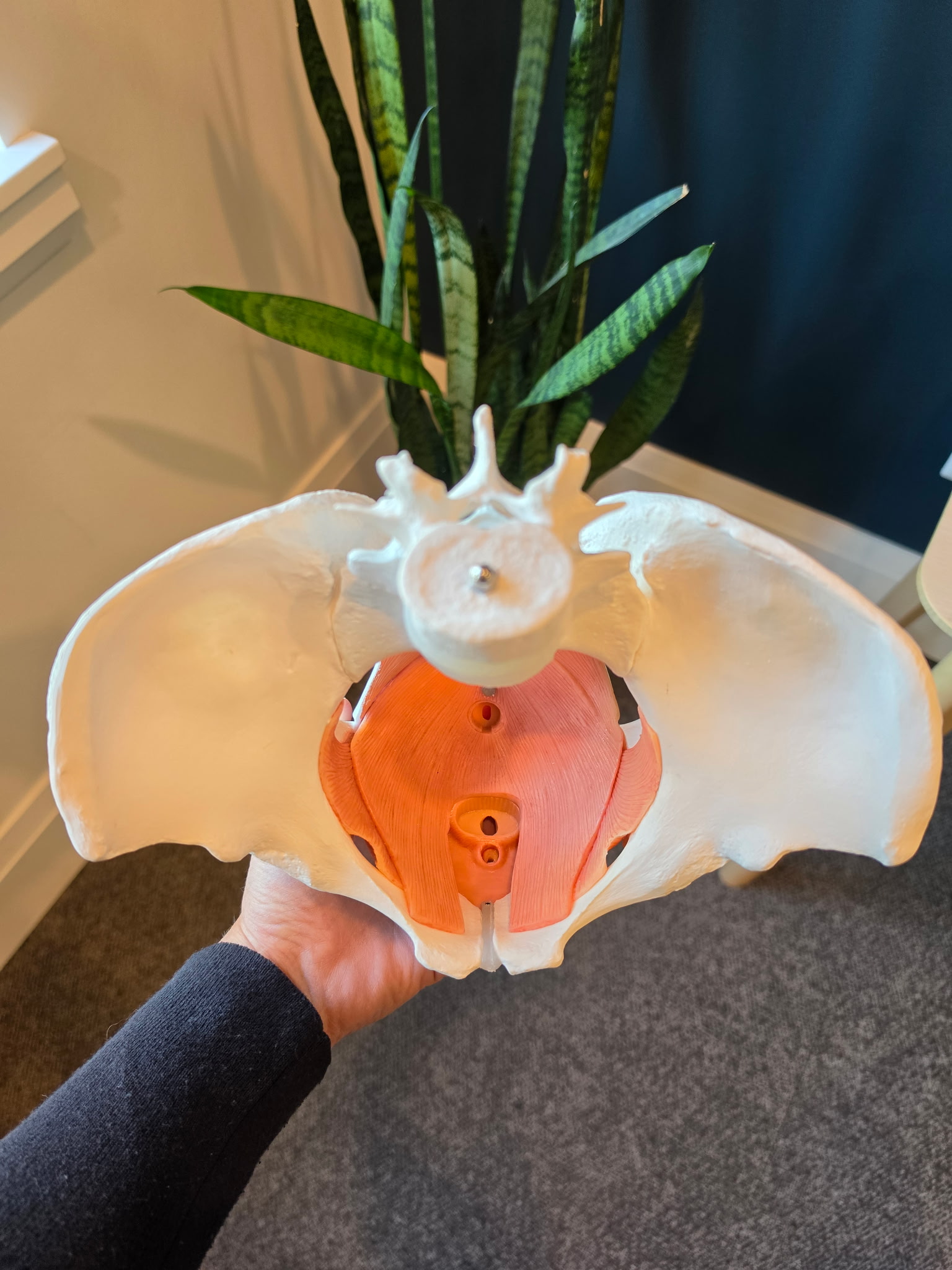 Female pelvic floor model held be Pure Pelvic Health staff